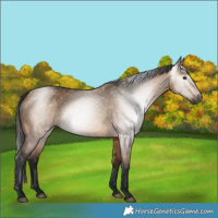 Horse Color:Gray Bay Dun 