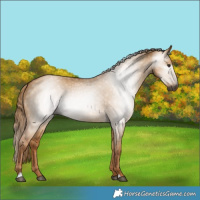 Horse Color:Gray Red Dun