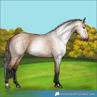 Horse Color:Gray Bay Dun 