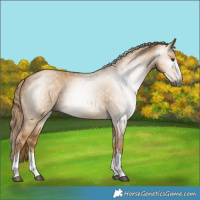 Horse Color:Gray Red Dun 