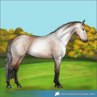 Horse Color:Gray Bay Dun