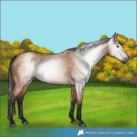 Horse Color:Gray Bay Dun 