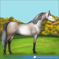 Horse Color:Gray Bay Dun 
