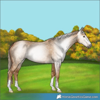 Horse Color:Gray Red Dun