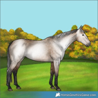 Horse Color:Gray Bay Dun 