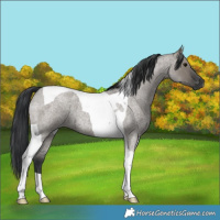 Horse Color:Grullo Roan Tobiano