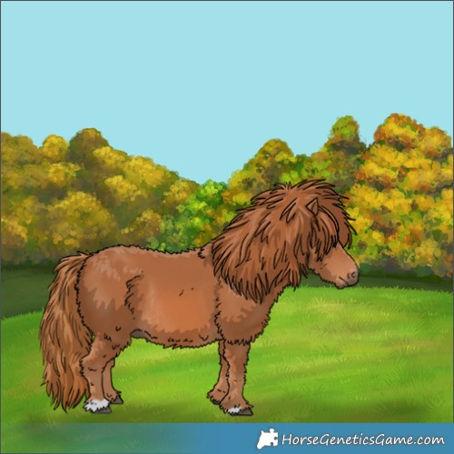 Horse Color:Chestnut Rabicano 