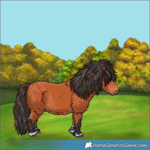 Horse Color:Bay Rabicano 