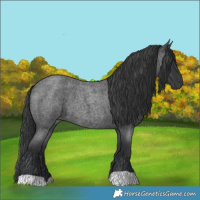 Horse Color:Blue Roan 