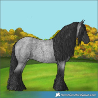 Horse Color:Blue Roan 