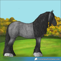 Horse Color:Blue Roan 