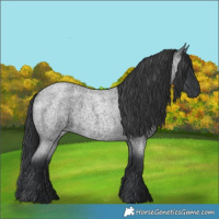 Horse Color:Blue Roan 