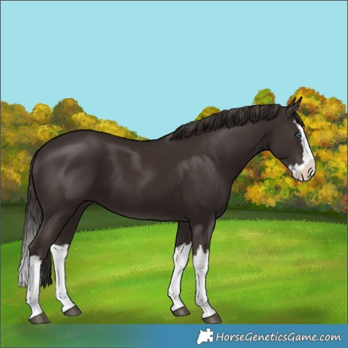 Horse Color:Liver Chestnut Splash 