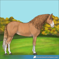 Horse Color:Chestnut Splash 