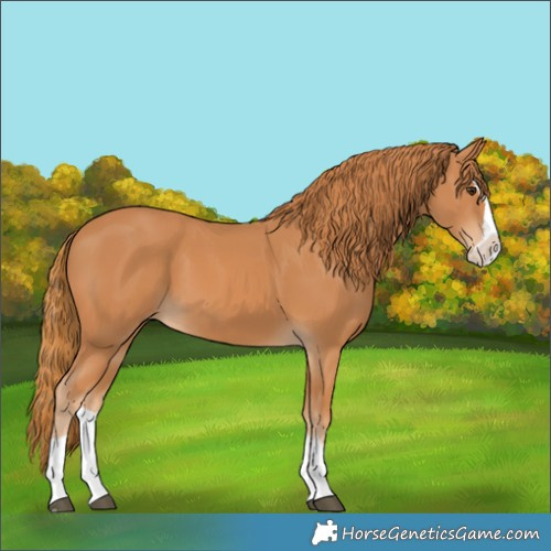 Horse Color:Chestnut Splash