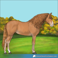 Horse Color:Chestnut Splash 