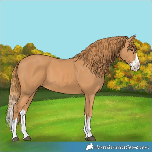 Horse Color:Chestnut Splash 