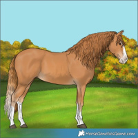 Horse Color:Chestnut Splash