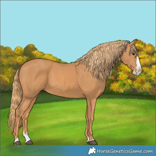 Horse Color:Chestnut Splash