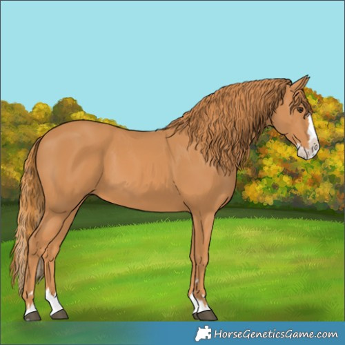 Horse Color:Chestnut Splash 