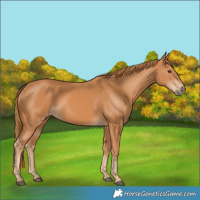 Horse Color:Chestnut 