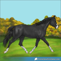Horse Color:Black 