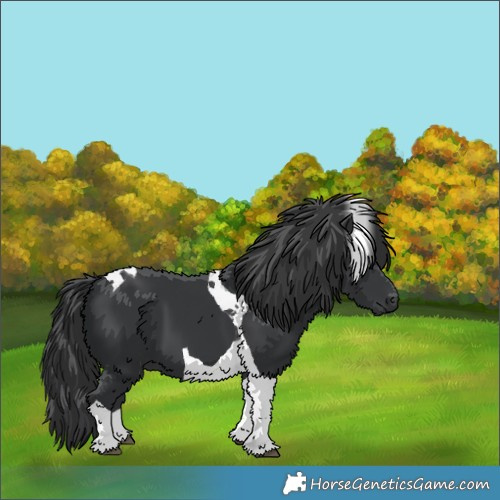 Horse Color:Black Tobiano 