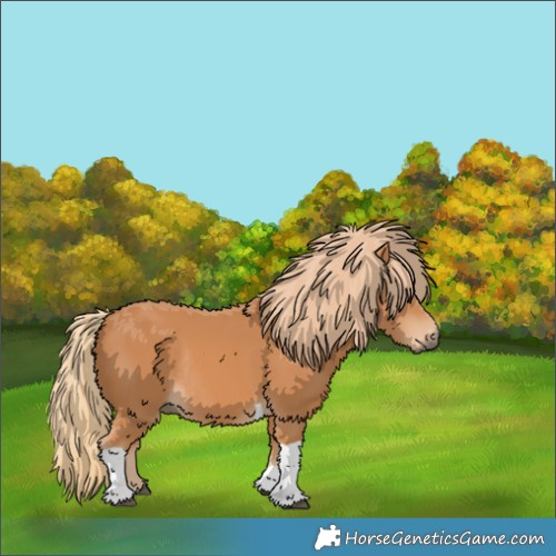 Horse Color:Chestnut Tobiano Rabicano 