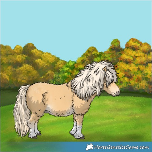 Horse Color:Palomino Tobiano Rabicano 