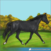 Horse Color:Black 