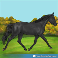 Horse Color:Black 