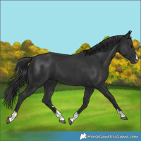 Horse Color:Black 