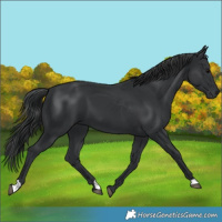 Horse Color:Black 