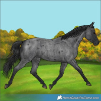 Horse Color:Blue Roan 