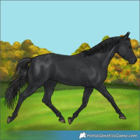 Horse Color:Black 