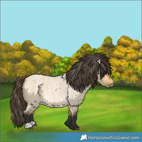 Horse Color:Buckskin Roan Dun