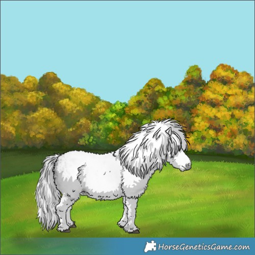Horse Color:Gray White Spotted Black  and Gray White Spotted Black 