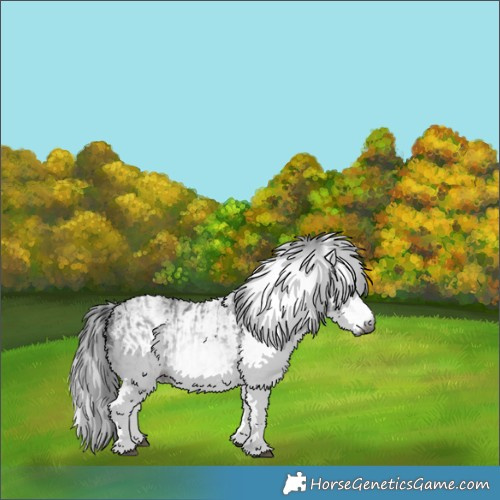 Horse Color:Gray White Spotted Black  and Gray White Spotted Black 