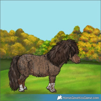 Horse Color:Liver Chestnut  and Liver Red Dun 