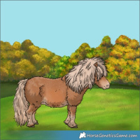 Horse Color:Chestnut Appaloosa 