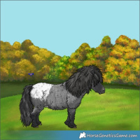 Horse Color:Blue Roan Appaloosa Rabicano 