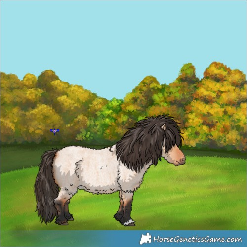 Horse Color:Bay Roan Dun