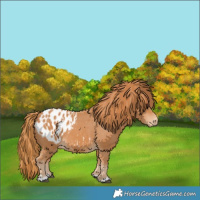 Horse Color:Chestnut Appaloosa