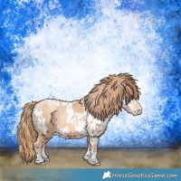 Horse Color:Gold Champagne Pearl Rabicano  and Gold Champagne Pearl Appaloosa Rabicano 