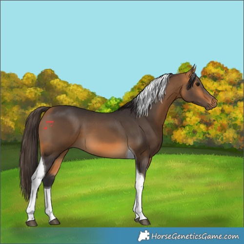 Horse Color:Buckskin Tobiano 