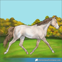 Horse Color:Gold Champagne Roan Pearl Rabicano  and Gold Champagne Roan Pearl Frame Rabicano 