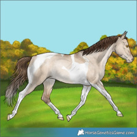 Horse Color:Brown Pearl Dun Tobiano Rabicano 