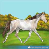 Horse Color:White Spotted Liver Red Dun Pearl Tobiano Appaloosa Rabicano 