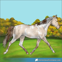 Horse Color:White Spotted Bay Pearl Dun Appaloosa Rabicano