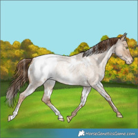 Horse Color:White Spotted Liver Red Dun Roan Pearl Appaloosa Rabicano 